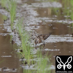 トウネンは10羽ほどが滞在中。