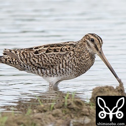 チュウジシギ成鳥。ハリオシギを見ていたら対岸から飛んできました。