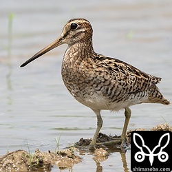 こちらもチュウジシギ成鳥。