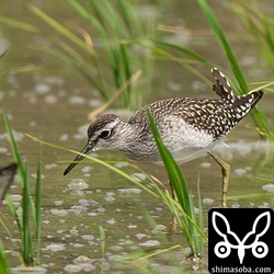 この時季、石垣島で一番多いのはタカブシギです。幼鳥もぞくぞくとやってきています。