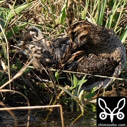 上と同個体の尾羽。警戒心が強めで草むらの中で採餌することが多かったです。