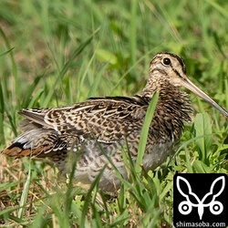 上と同個体。尾羽を全開にしてくれました。