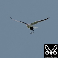 シロハラクイナのヒナを捕まえたカタグロトビの幼鳥。