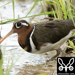目の前にタマシギのメスが現れました。