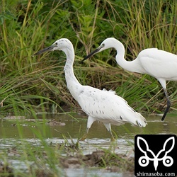 中間型のクロサギ幼鳥(左)とコサギ幼鳥。なぜかこのクロサギは毎日、田んぼにいます。