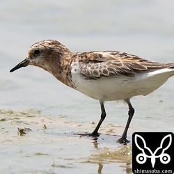 トウネン夏羽。すれて白っぽくなった個体も多いです。