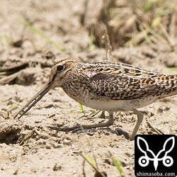 チュウジシギ成鳥。ハリオシギと間違えられやすいタイプですね。