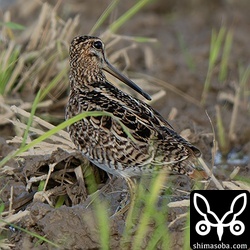 こちらもチュウジシギ成鳥。
