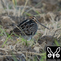 今季初となるチュウジシギ幼鳥。ハリオシギ幼鳥より先に到着しました。