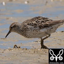 ウズラシギ成鳥夏羽後期。