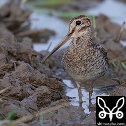 上と同個体を正面から。