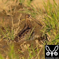 またまたチュウジシギ成鳥。