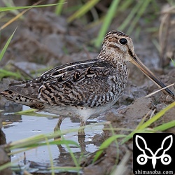 ハリオシギ成鳥。このタイプは識別がしやすいですね。
