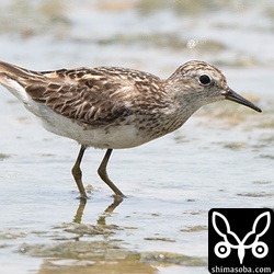 ヒバリシギ夏羽後期。たくさんいます。