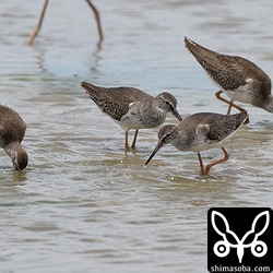 アカアシシギの幼鳥は8羽ほどの集団で採餌していました。