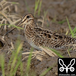 チュウジシギ成鳥。