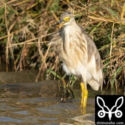 ジャワアカガシラサギは少し離れて2羽いました。こちらの個体は少し足を痛めているようでした。