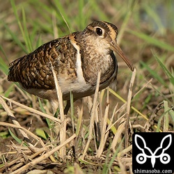 タマシギのオス。メスに従えられて、天地返した田んぼを歩き回っていました。