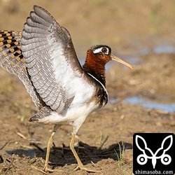 水浴び後、羽ばたきをするタマシギのメス。