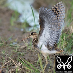同じく、水浴び後、羽ばたくタマシギのオス。