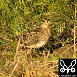 遠くにチュウジシギ成鳥。
