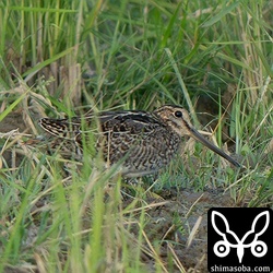 チュウジシギ幼鳥。第1回冬羽へ換羽が進んでいます。