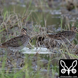 チュウジシギの幼鳥2羽。