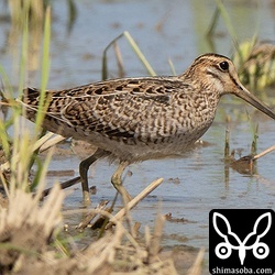 こちらもチュウジシギ幼鳥。