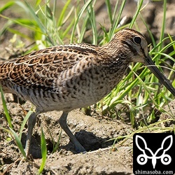 こちらもハリオシギ幼鳥。