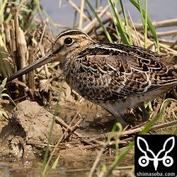 目の前にいたチュウジシギ幼鳥。お互いにフリーズしてしまった。