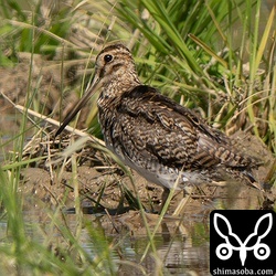 こちらもハリオシギ成鳥。