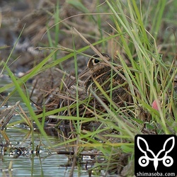 巣作り中のタマシギのオス。