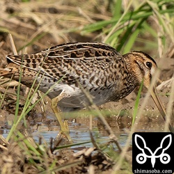 これもチュウジシギ幼鳥です。