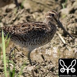 ハリオシギ成鳥。片足が欠損しています。