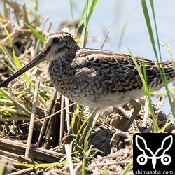 チュウジシギ幼鳥。