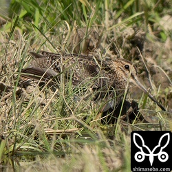 チュウジシギ成鳥。