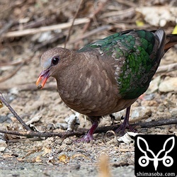 歩道でヤンバルアカメガシワの落果を食うキンバト。