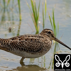 チュウジシギ幼鳥。