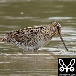 チュウジシギ成鳥。夏羽から冬羽へ。
