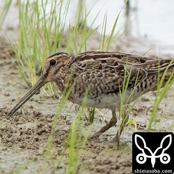 チュウジシギ幼鳥。