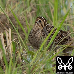 ハリオシギ幼鳥。