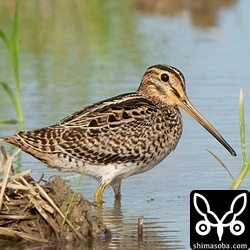 チュウジシギ幼鳥。