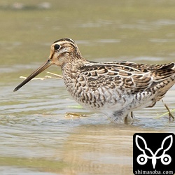 ハリオシギ幼鳥。