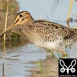チュウジシギ幼鳥。