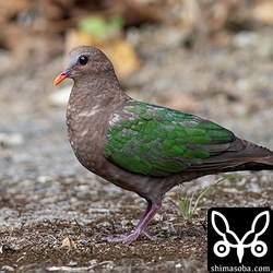 集落に現れるキンバト。警戒心はほとんどありません。