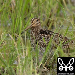 チュウジシギ幼鳥。