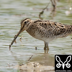 チュウジシギ成鳥冬羽。