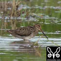 チュウジシギ幼鳥。