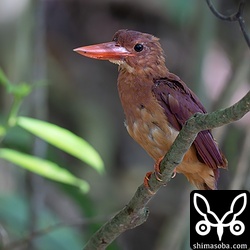 8月以降、さえずる機会もどんどん減っていきます。9月いっぱいは観察できますが、10月にもなるとほとんどの個体が越冬地へ渡っていきます。