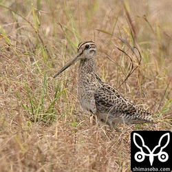 チュウジシギ成鳥。